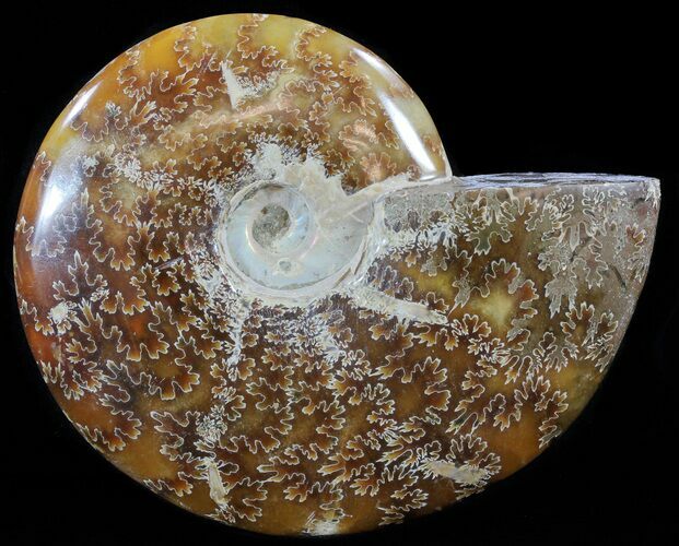 Polished, Agatized Ammonite (Cleoniceras) - Madagascar #60533